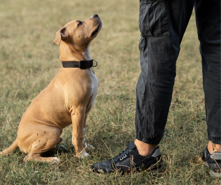 ¿Qué dice el movimiento de la cola de tu perro?